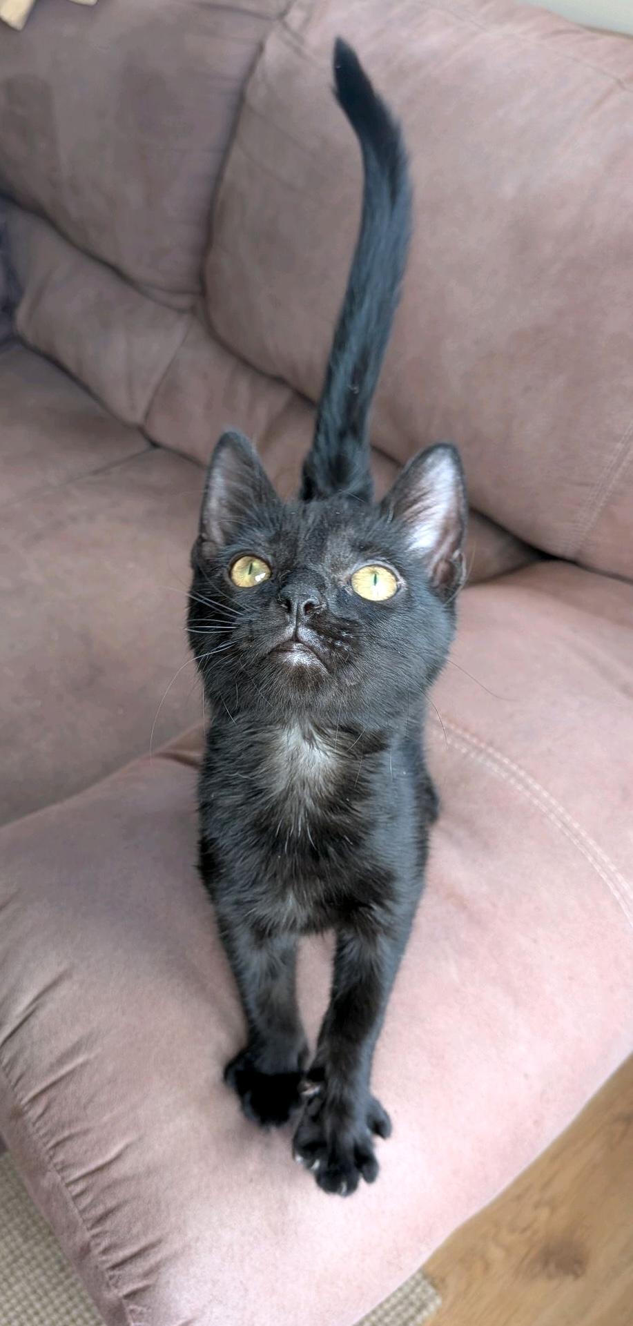 Enlarge Pax, an adopted Domestic Short Hair in Murfreesboro, TN image 2/3