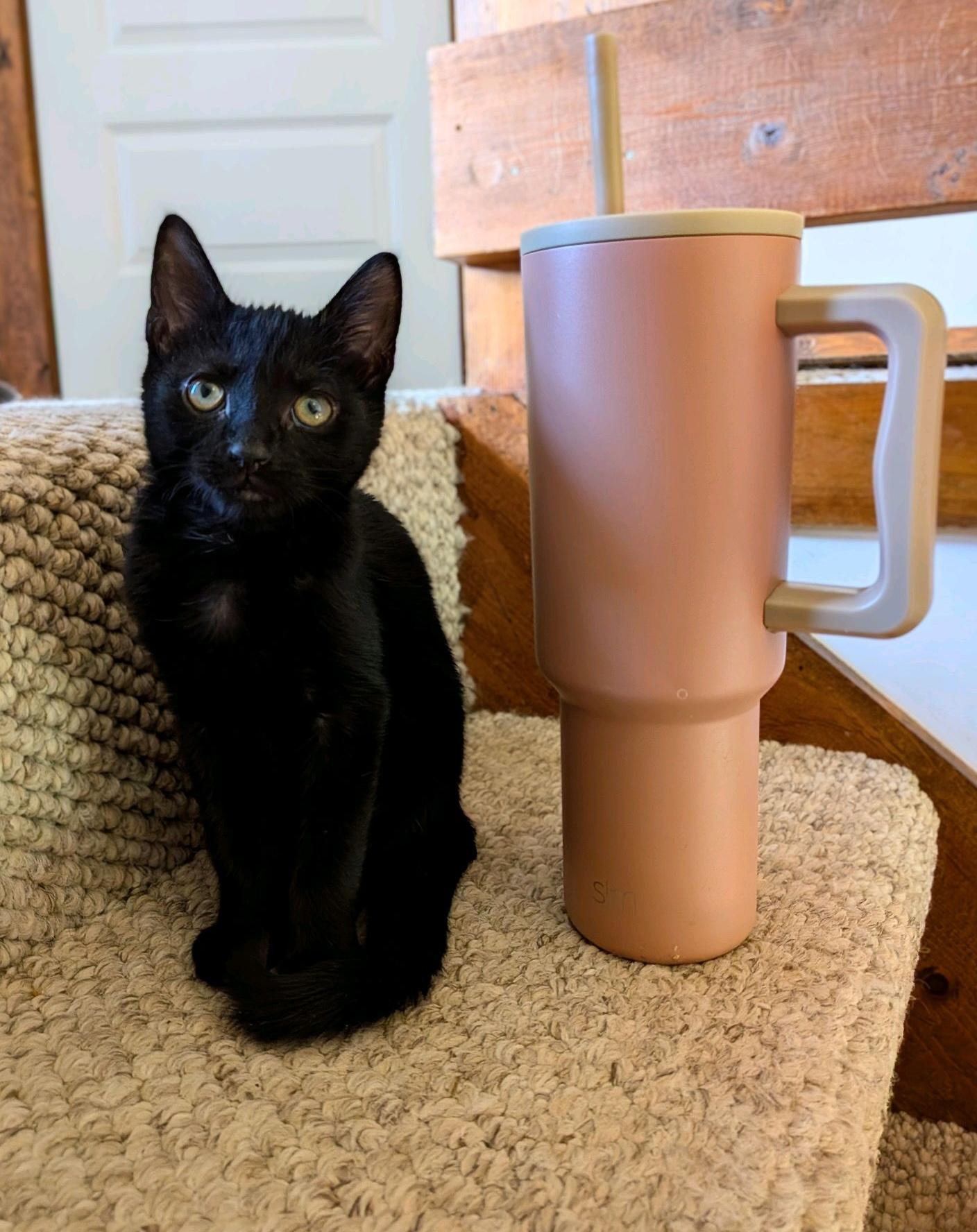 Pax, adopted, Kitten Male Domestic Short Hair.