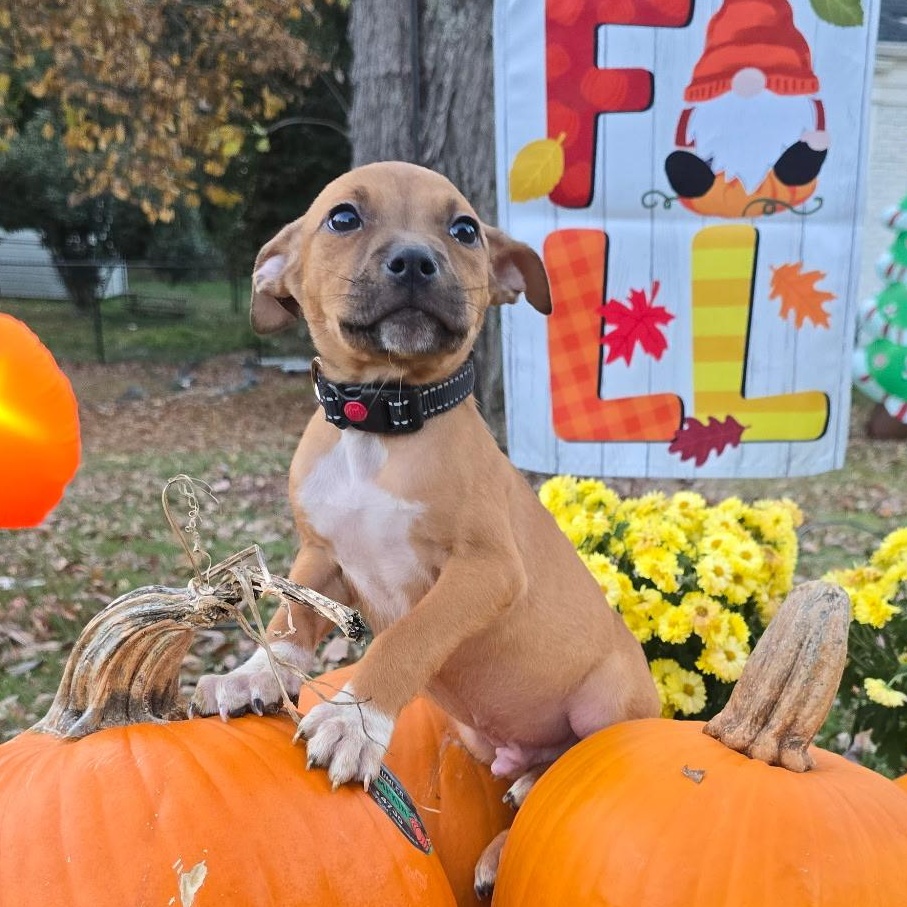 Toothless, a Adoptable mixed breed in Gastonia, NC image 3/6