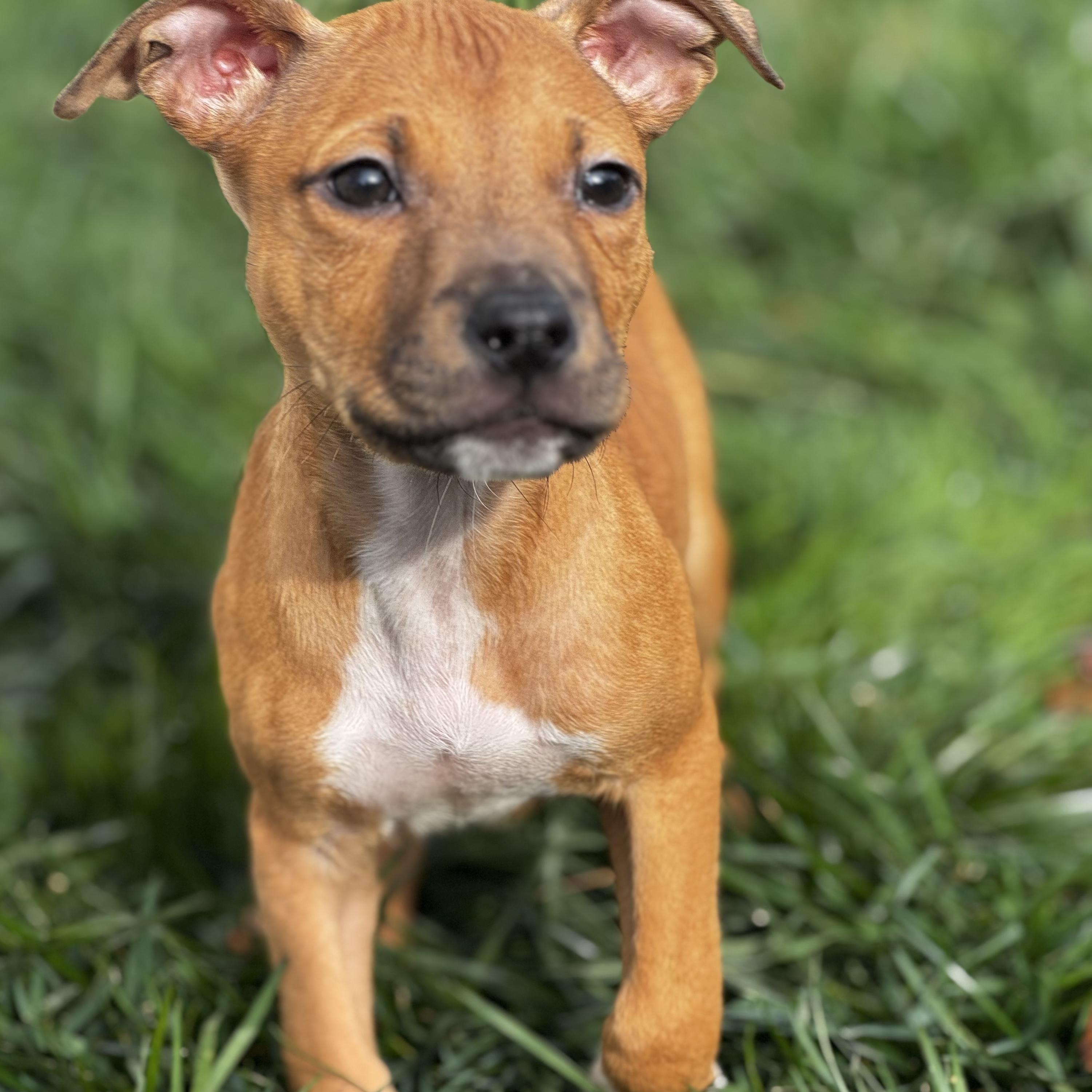 Toothless, a Adoptable mixed breed in Gastonia, NC image 2/6