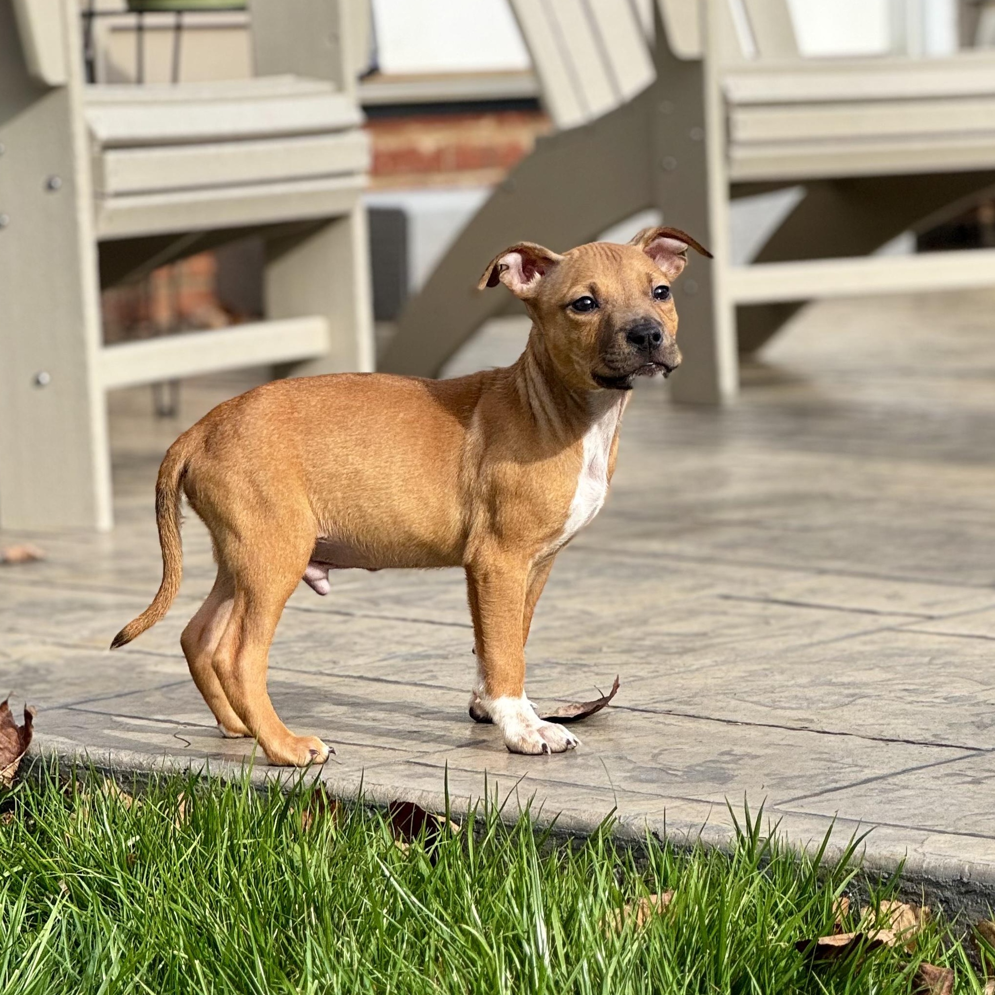 Toothless, a Adoptable mixed breed in Gastonia, NC image 5/6