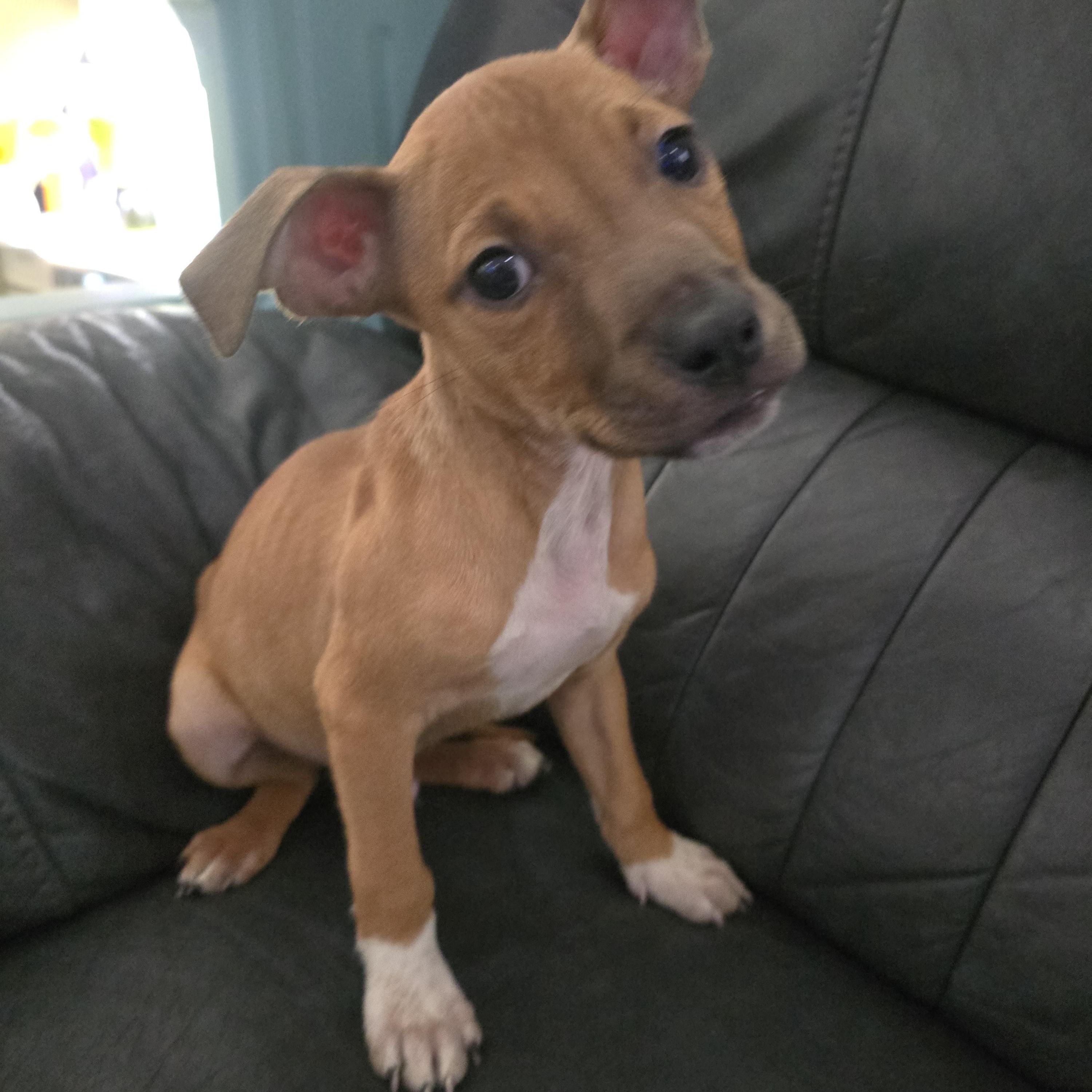 Toothless, a Adoptable mixed breed in Gastonia, NC image 6/6