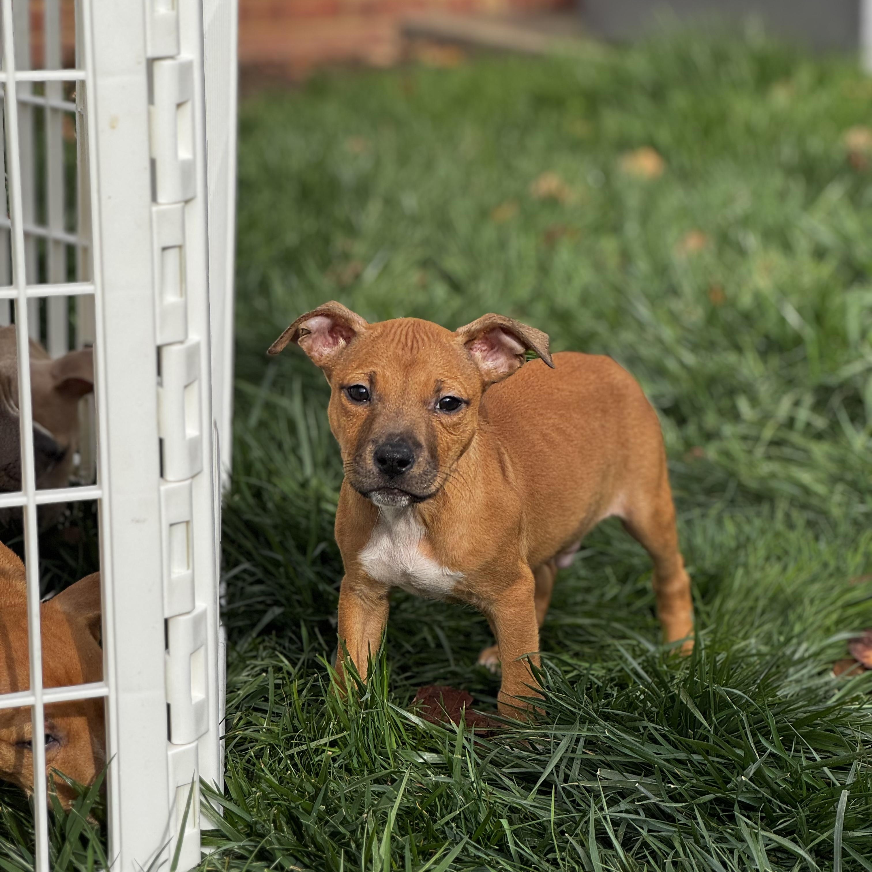 Toothless, a Adoptable mixed breed in Gastonia, NC image 4/6