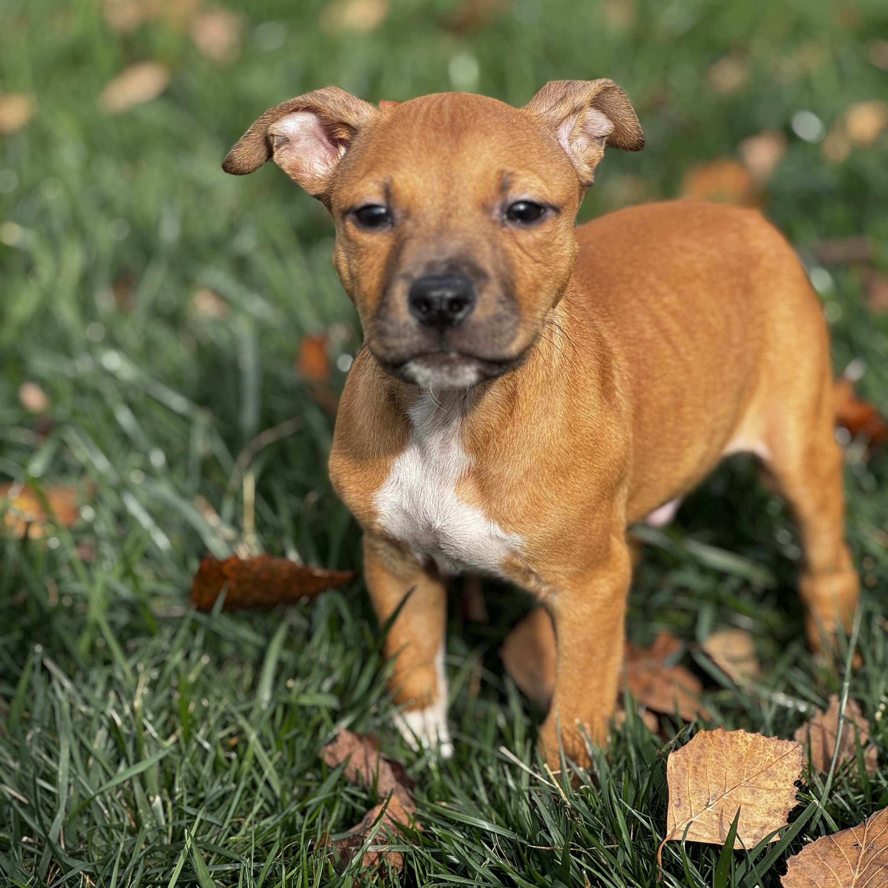 Toothless, Adoptable, Puppy Male Hound.