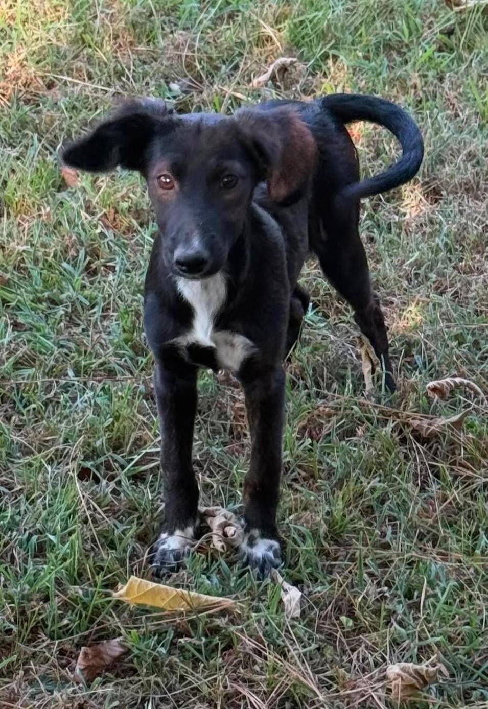 Allie, ADOPTABLE, Puppy Female Mixed Breed.