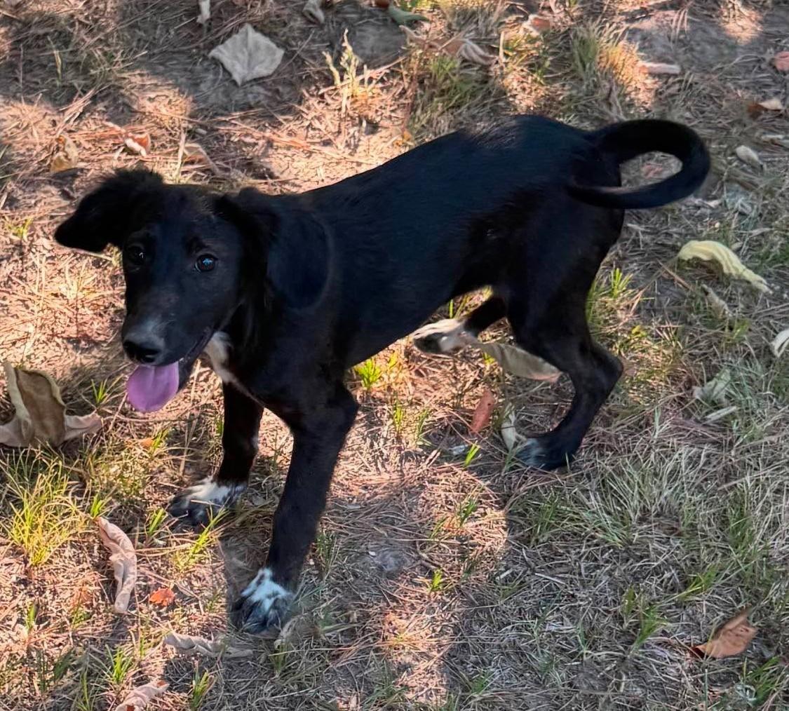 Allie, a ADOPTABLE Mixed Breed in Northwood, NH image 2/3