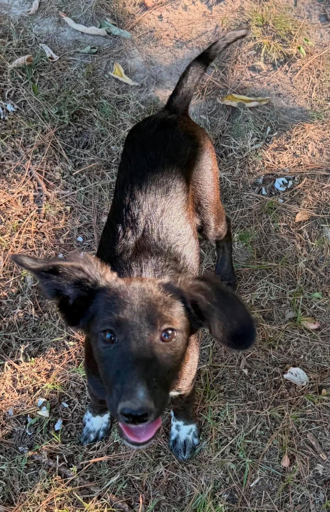Allie, a ADOPTABLE Mixed Breed in Northwood, NH image 3/3