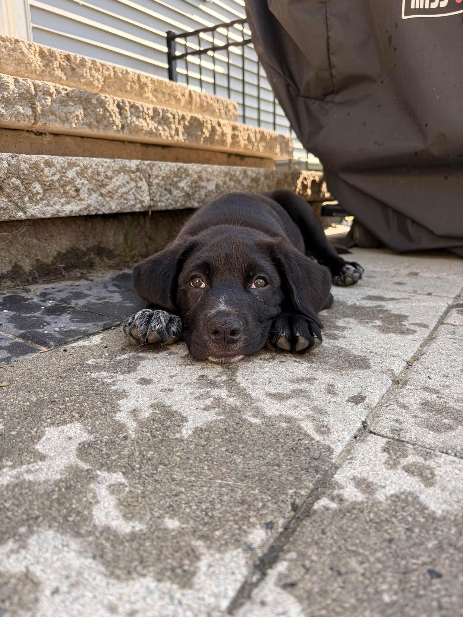 Felix, adopted, Puppy Male Mixed Breed.