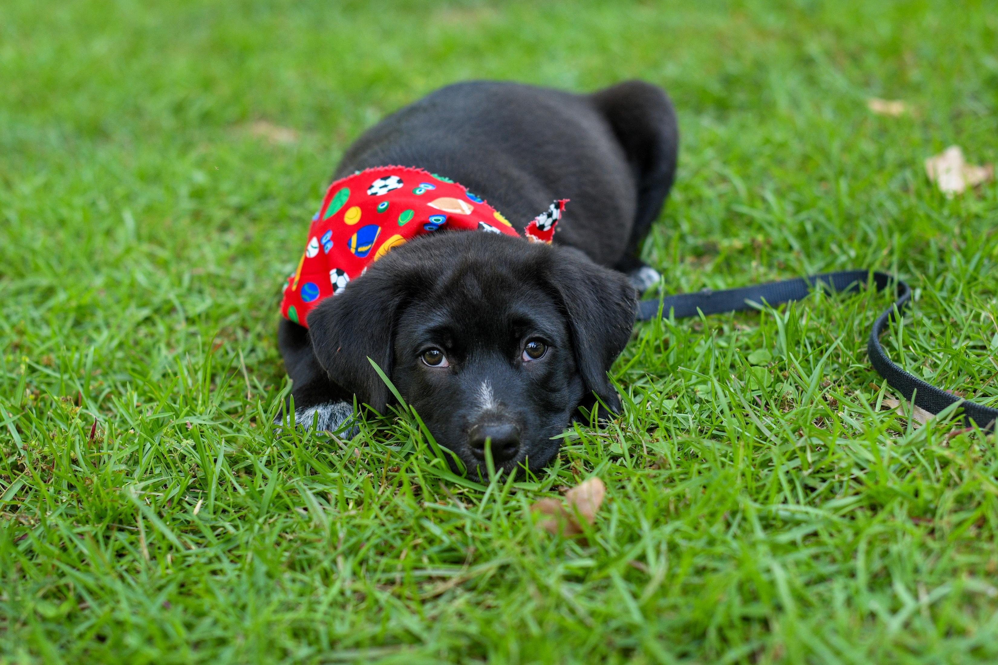 Enlarge Felix, an adopted Mixed Breed in Argyle, NY image 4/6