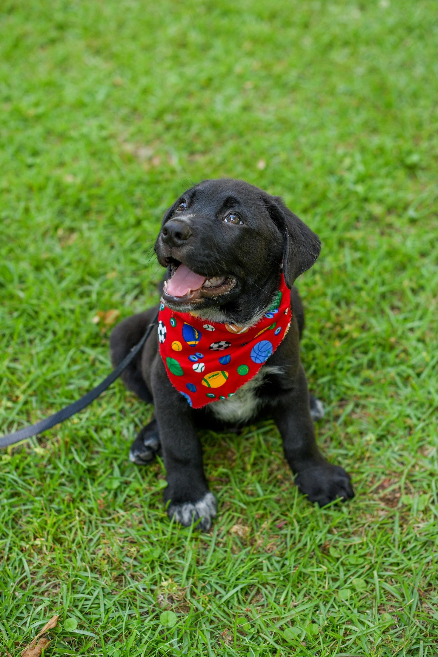 Enlarge Felix, an adopted Mixed Breed in Argyle, NY image 3/6