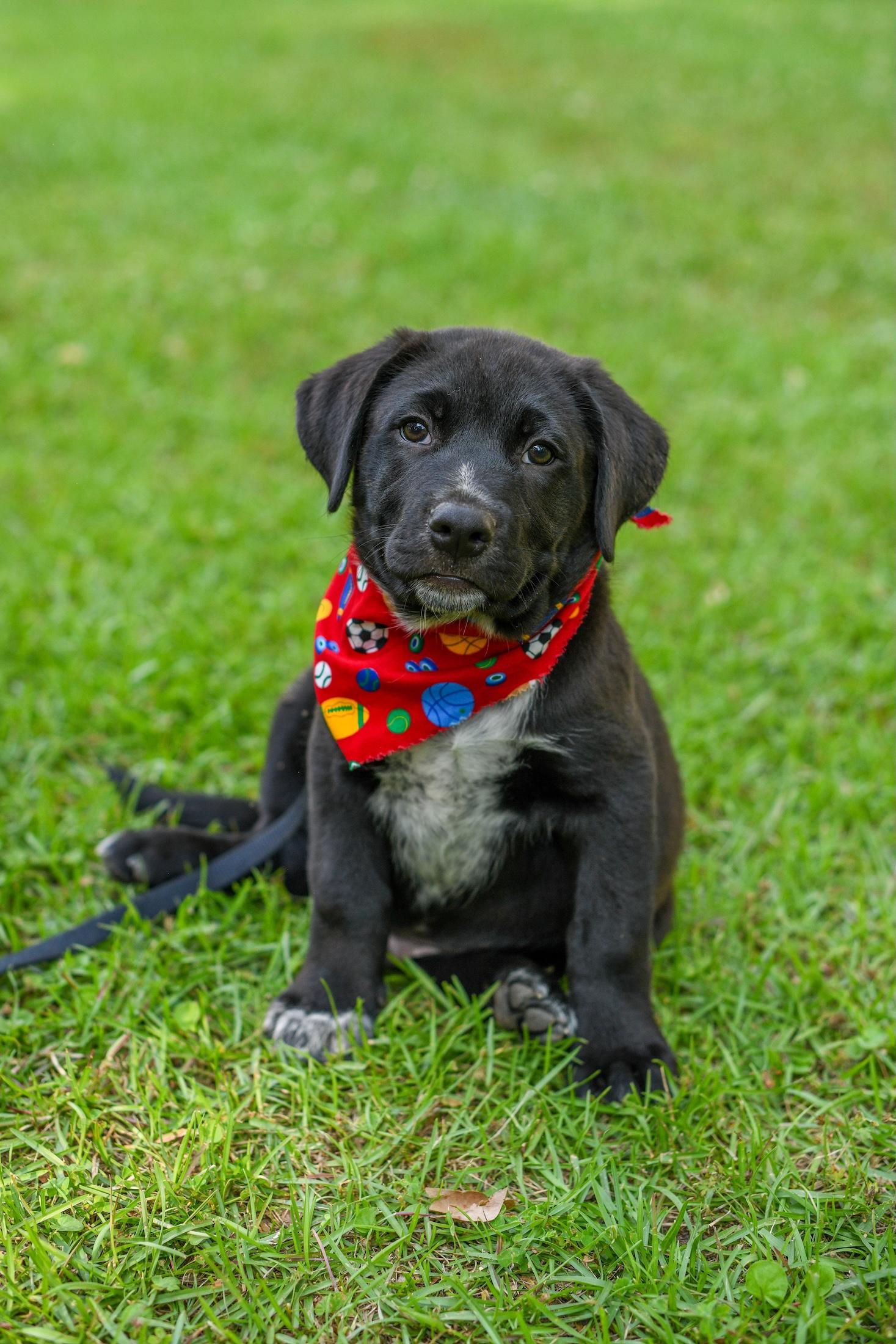 Enlarge Felix, an adopted Mixed Breed in Argyle, NY image 2/6