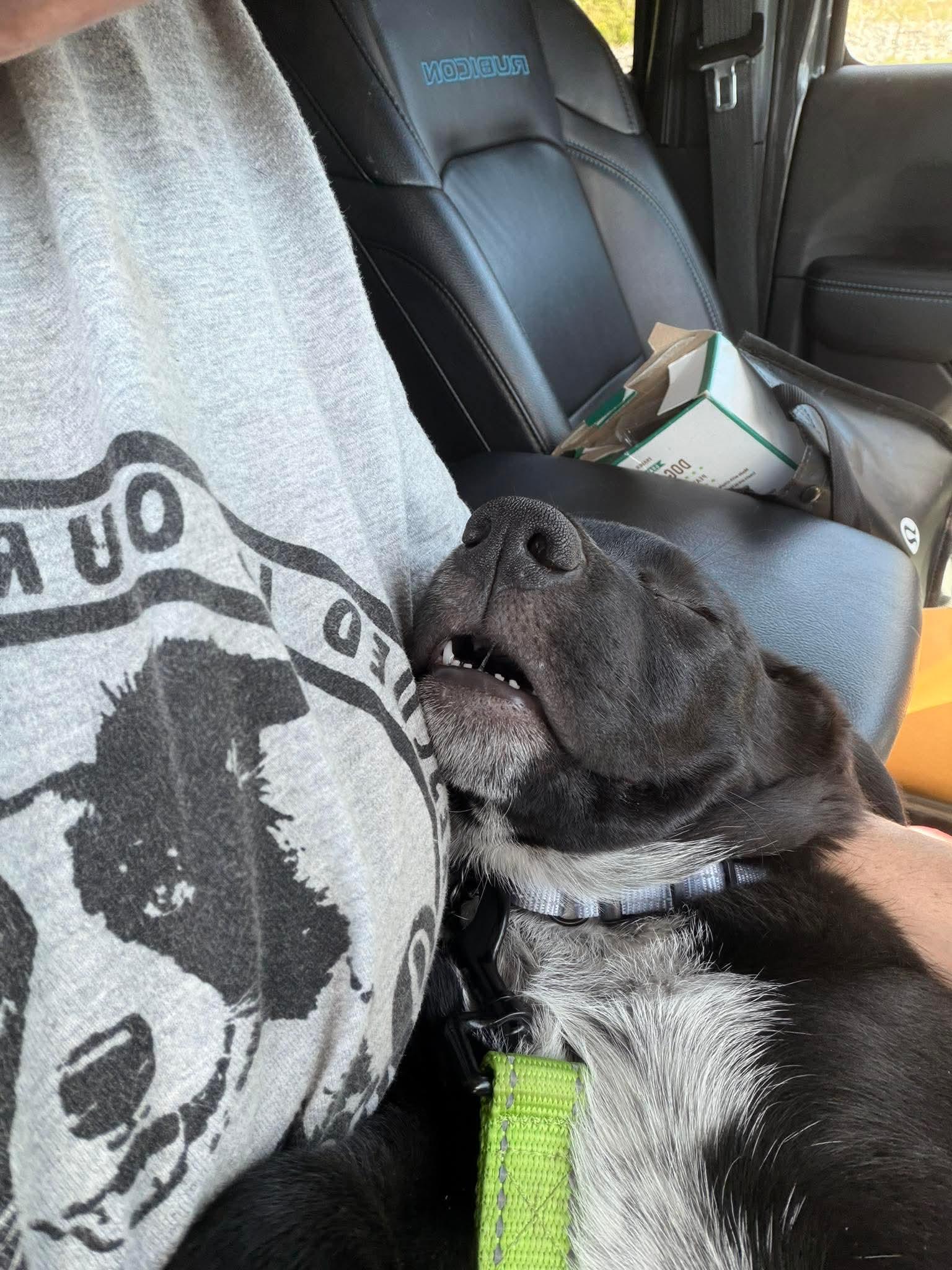 Enlarge Felix, an adopted Mixed Breed in Argyle, NY image 5/6