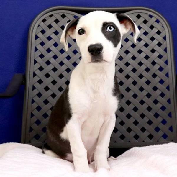 Landon, a Adoptable mixed breed in Midland, TX image 1/2