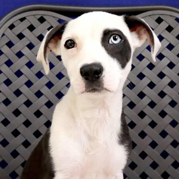 Landon, a Adoptable mixed breed in Midland, TX image 2/2