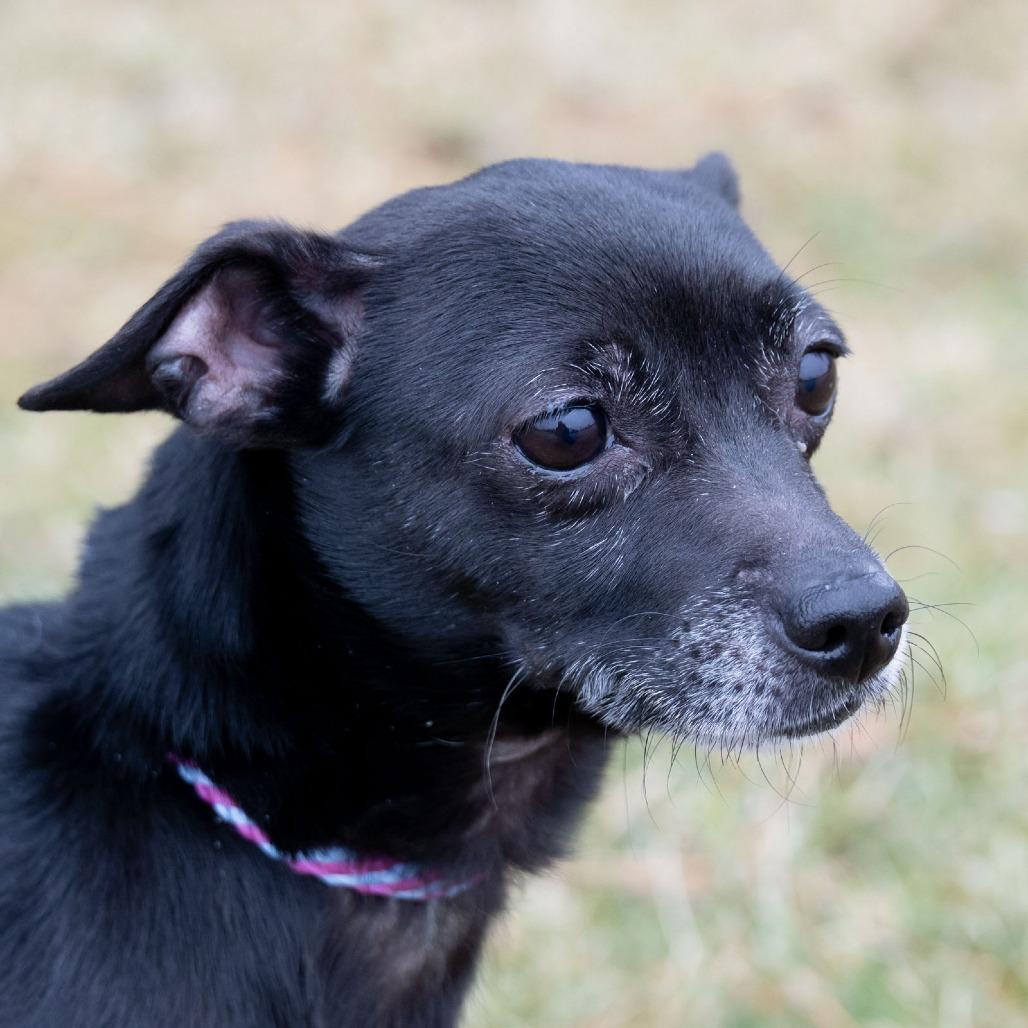 Chicklet, Adoptable, Adult Female Chihuahua & Terrier.