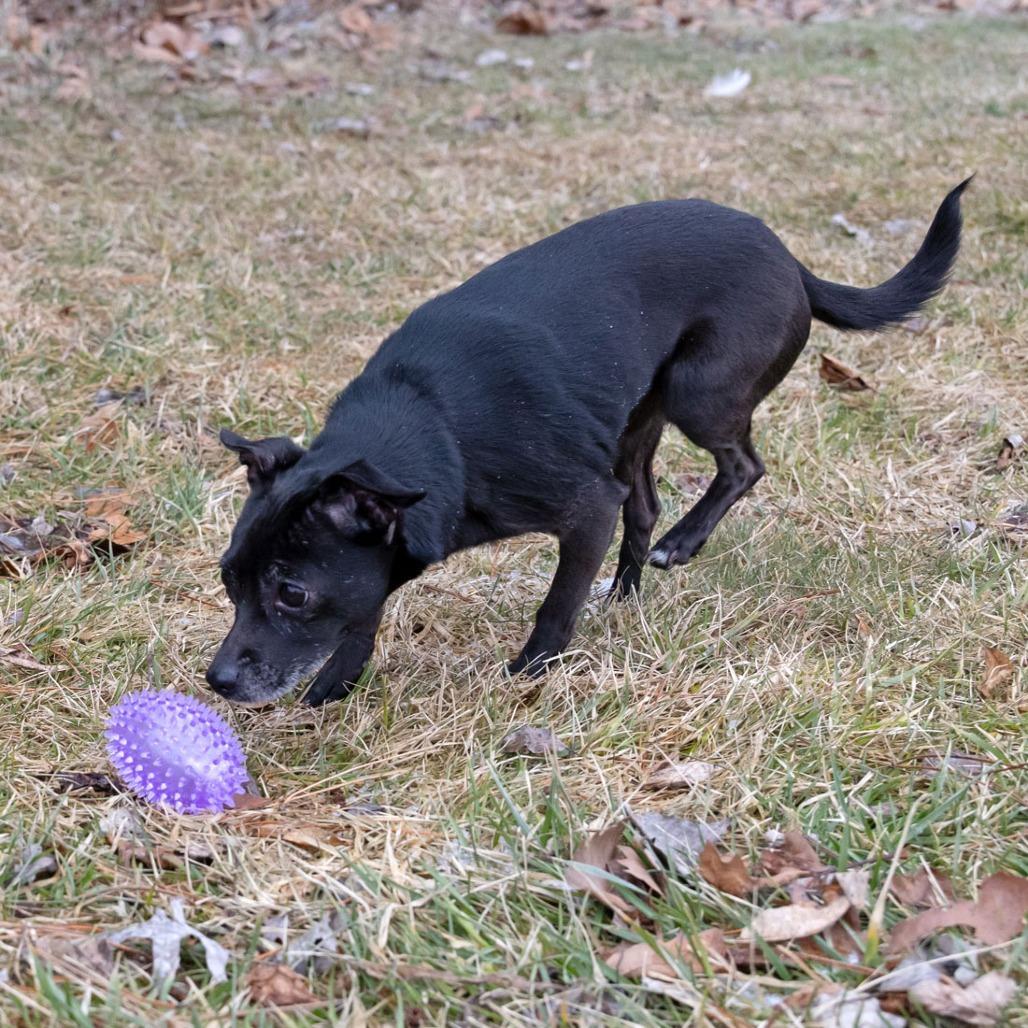 Enlarge Chicklet, a Adoptable mixed breed in Erie, PA image 2/6