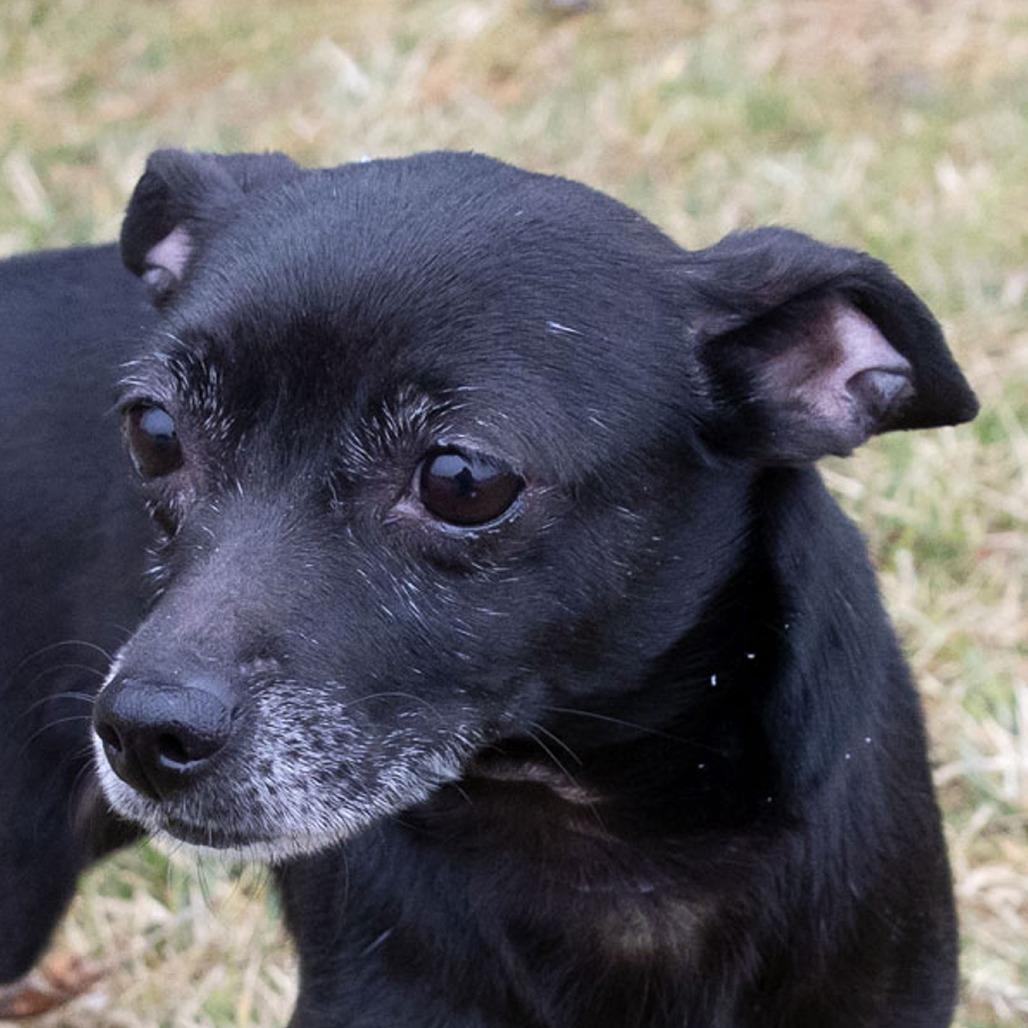 Enlarge Chicklet, a Adoptable mixed breed in Erie, PA image 3/6