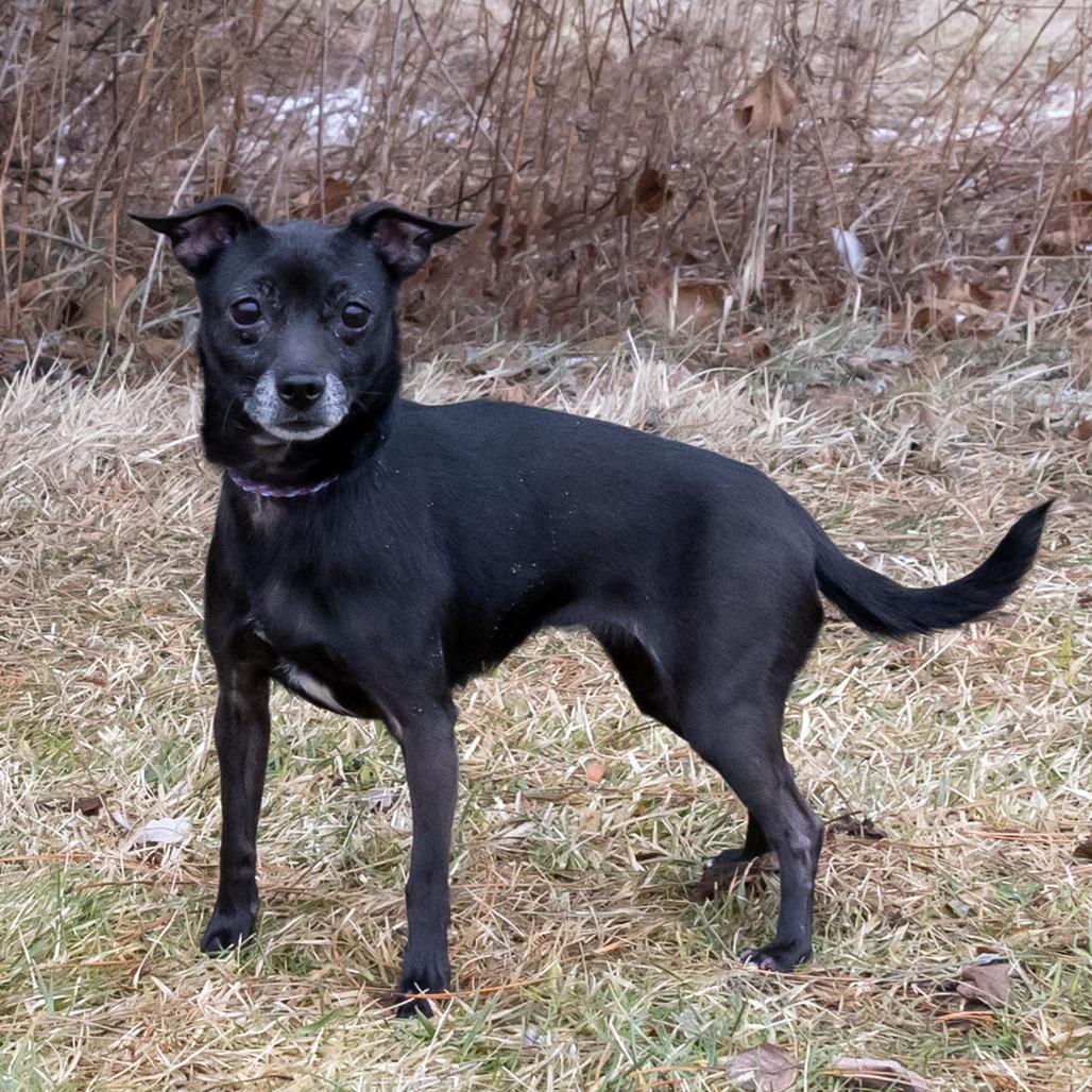 Enlarge Chicklet, a Adoptable mixed breed in Erie, PA image 4/6
