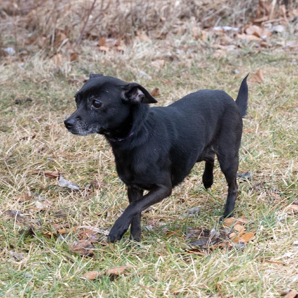 Enlarge Chicklet, a Adoptable mixed breed in Erie, PA image 5/6