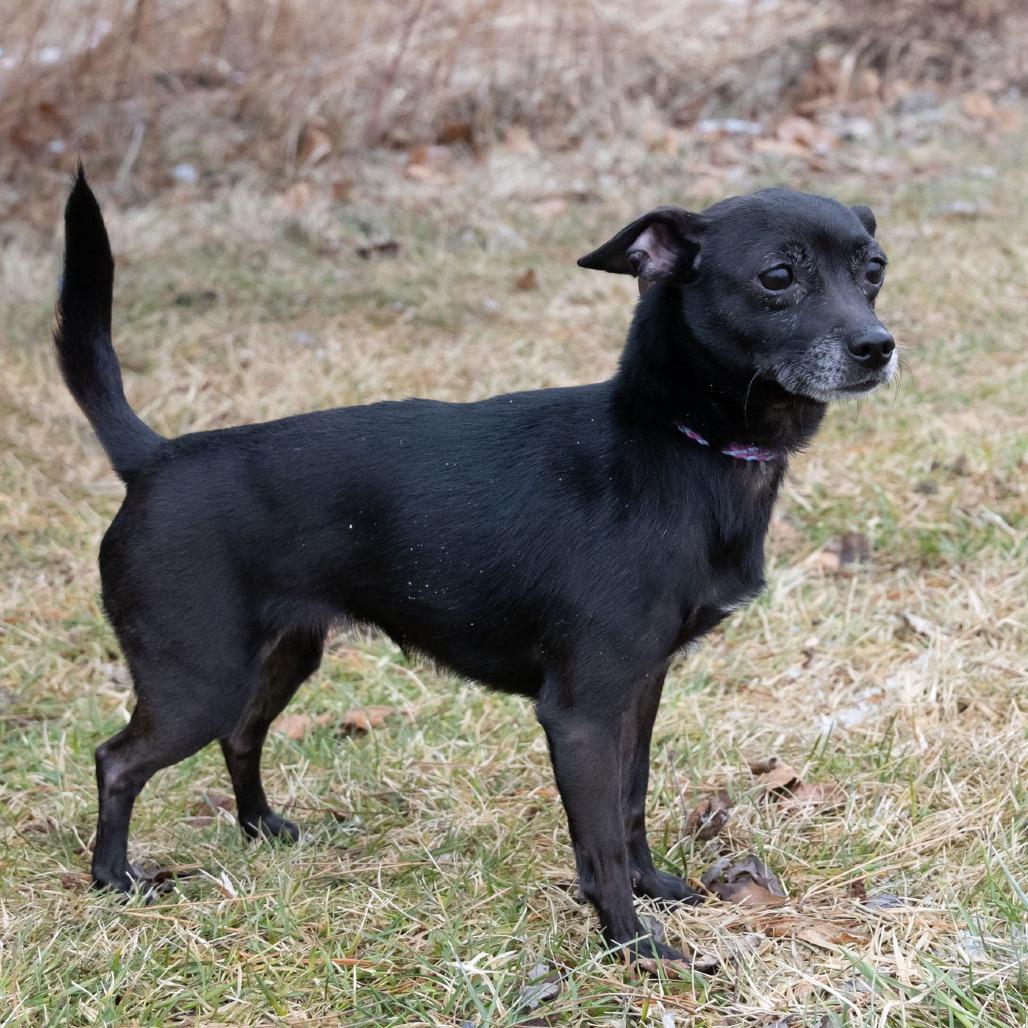 Enlarge Chicklet, a Adoptable mixed breed in Erie, PA image 6/6