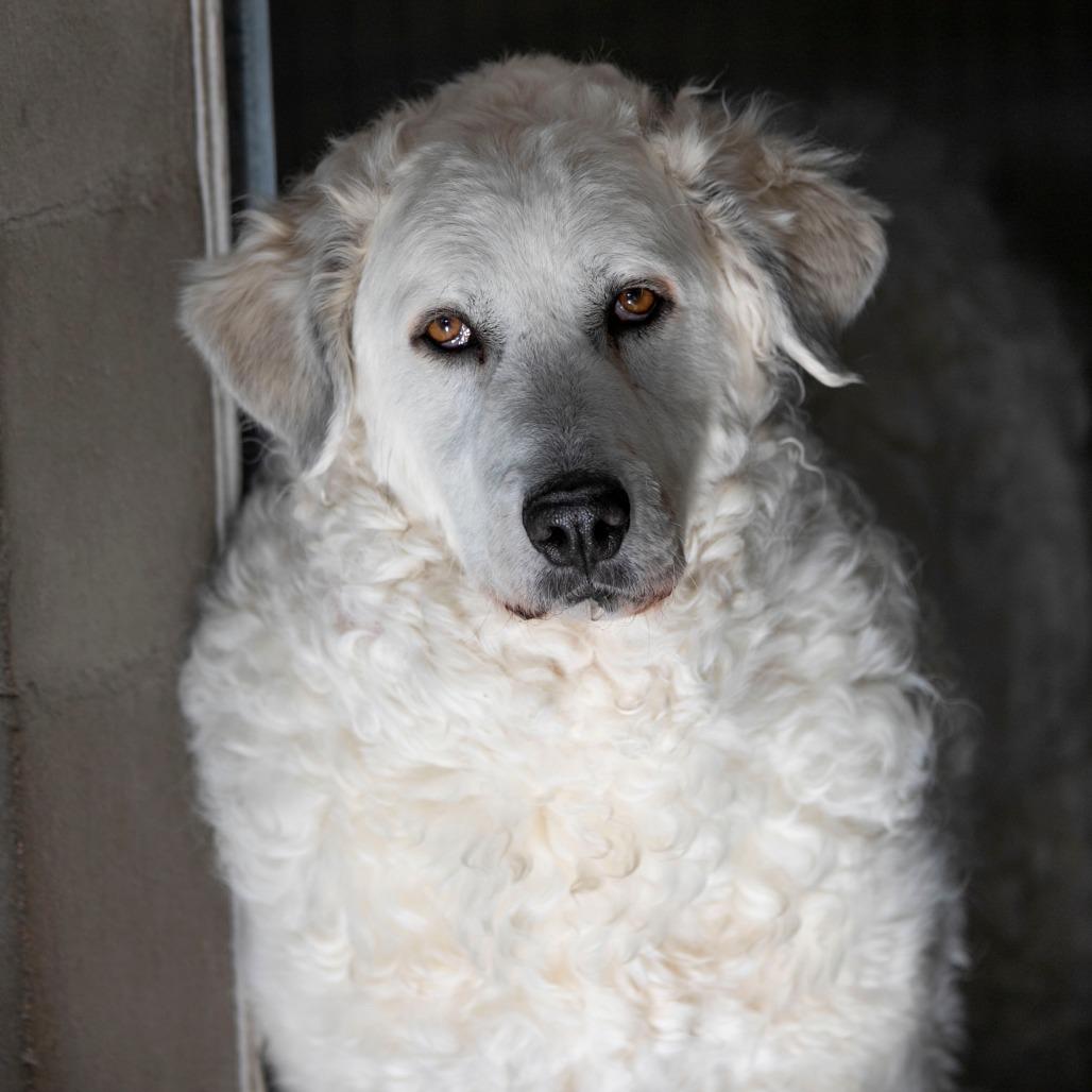 Enlarge Katja (D25-110), a Adoptable Great Pyrenees in Peyton, CO image 1/6