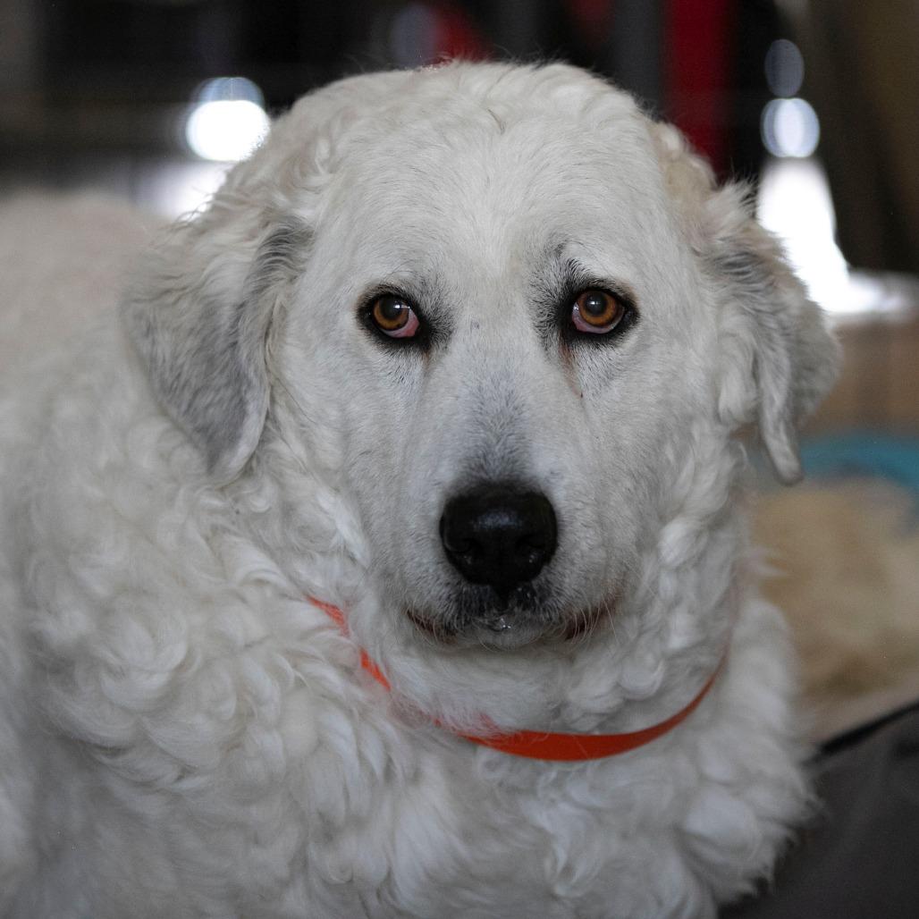 Enlarge Katja (D25-110), a Adoptable Great Pyrenees in Peyton, CO image 2/6