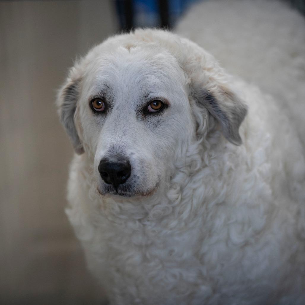 Enlarge Katja (D25-110), a Adoptable Great Pyrenees in Peyton, CO image 3/6