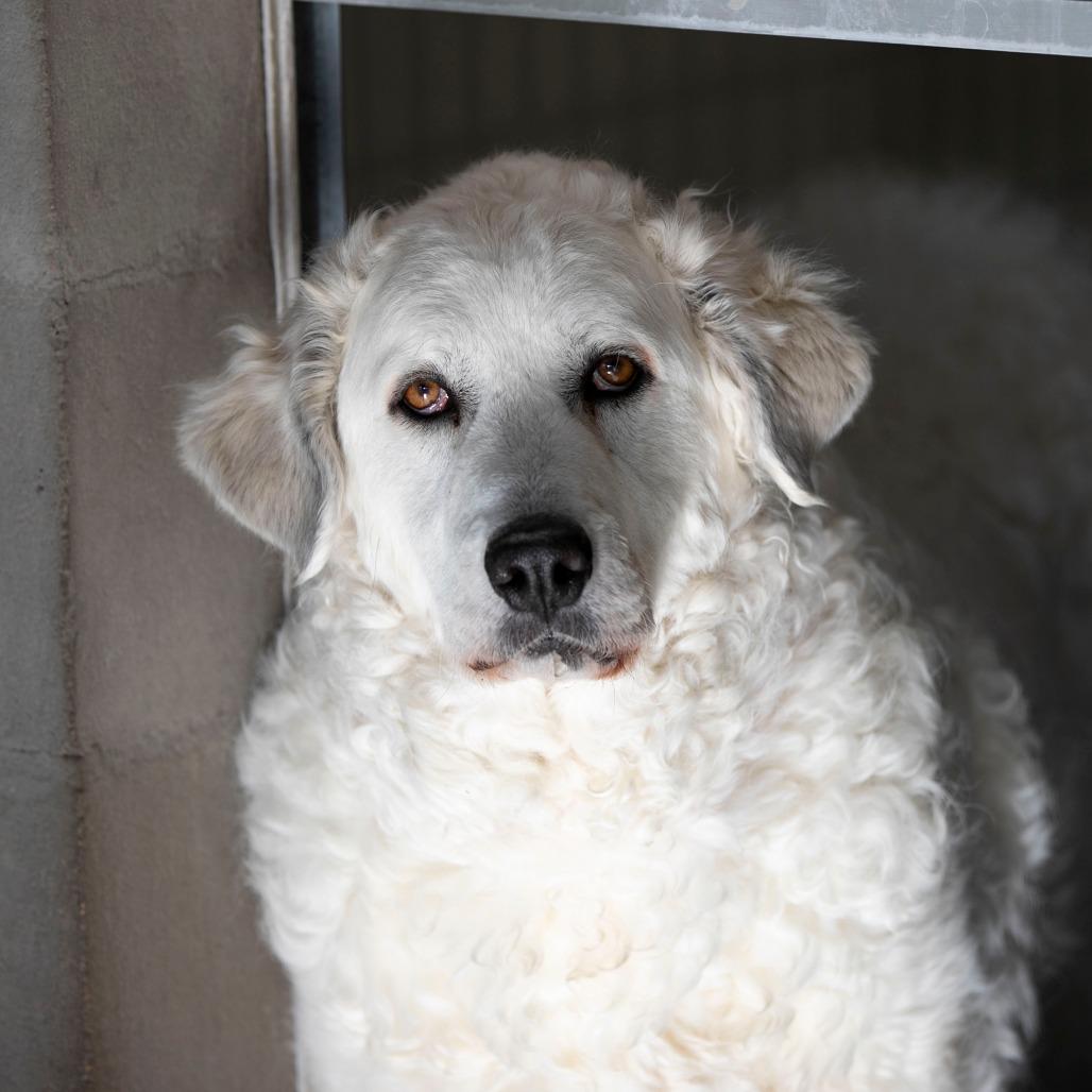 Enlarge Katja (D25-110), a Adoptable Great Pyrenees in Peyton, CO image 4/6
