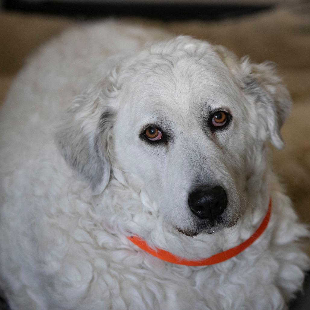 Enlarge Katja (D25-110), a Adoptable Great Pyrenees in Peyton, CO image 5/6