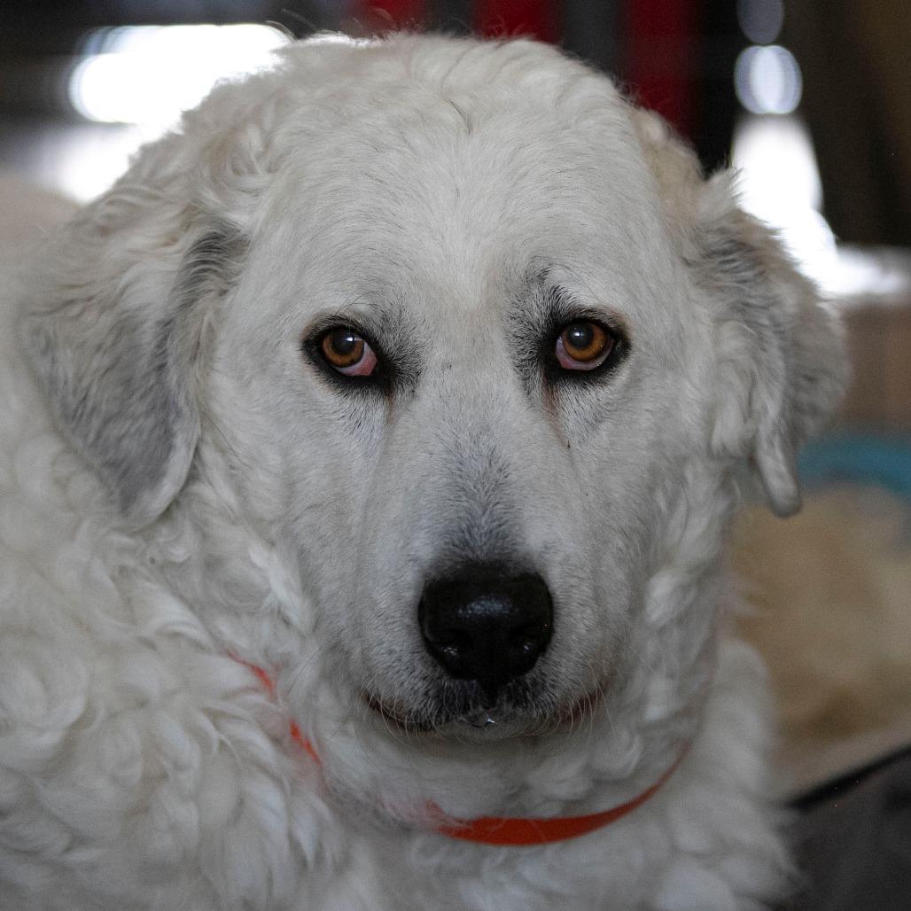 Enlarge Katja (D25-110), a Adoptable Great Pyrenees in Peyton, CO image 6/6