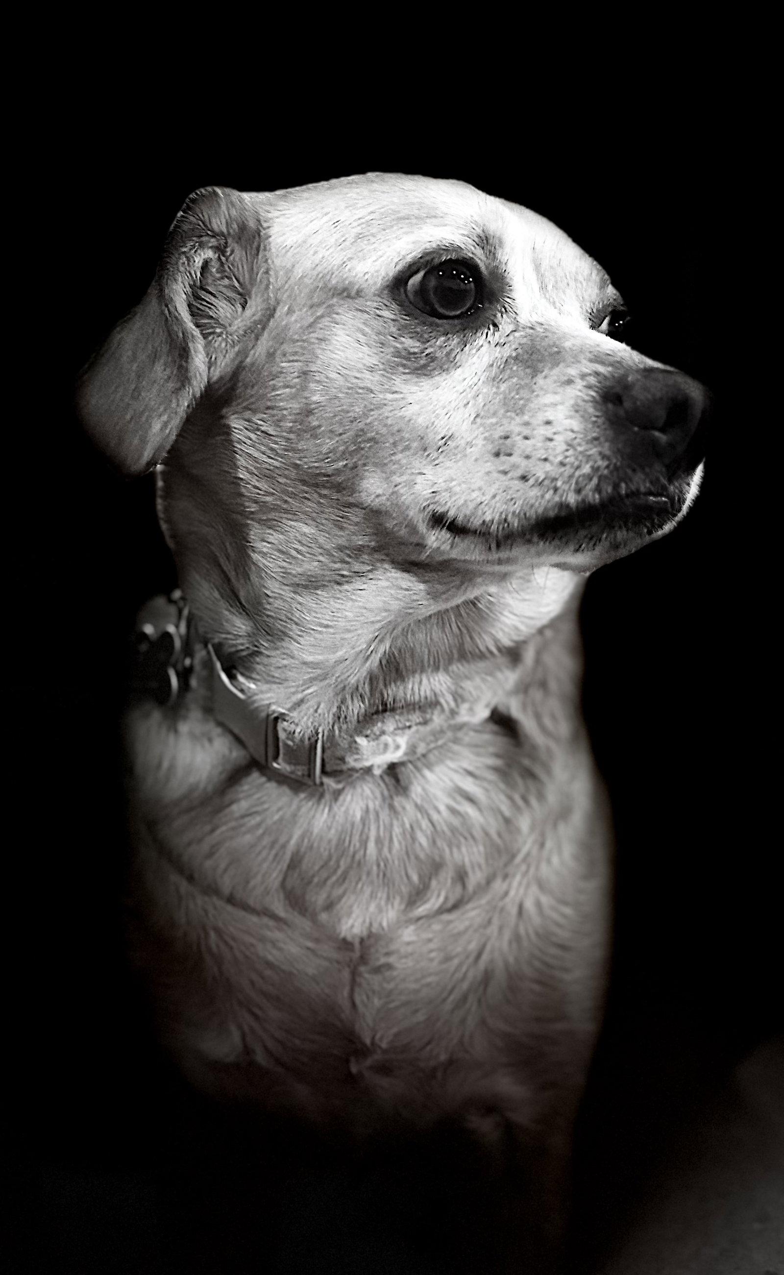 Poppy, Adoptable, Adult Female Beagle & Chihuahua.