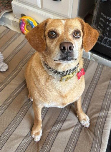 Poppy, Adoptable, Adult Female Beagle & Chihuahua.