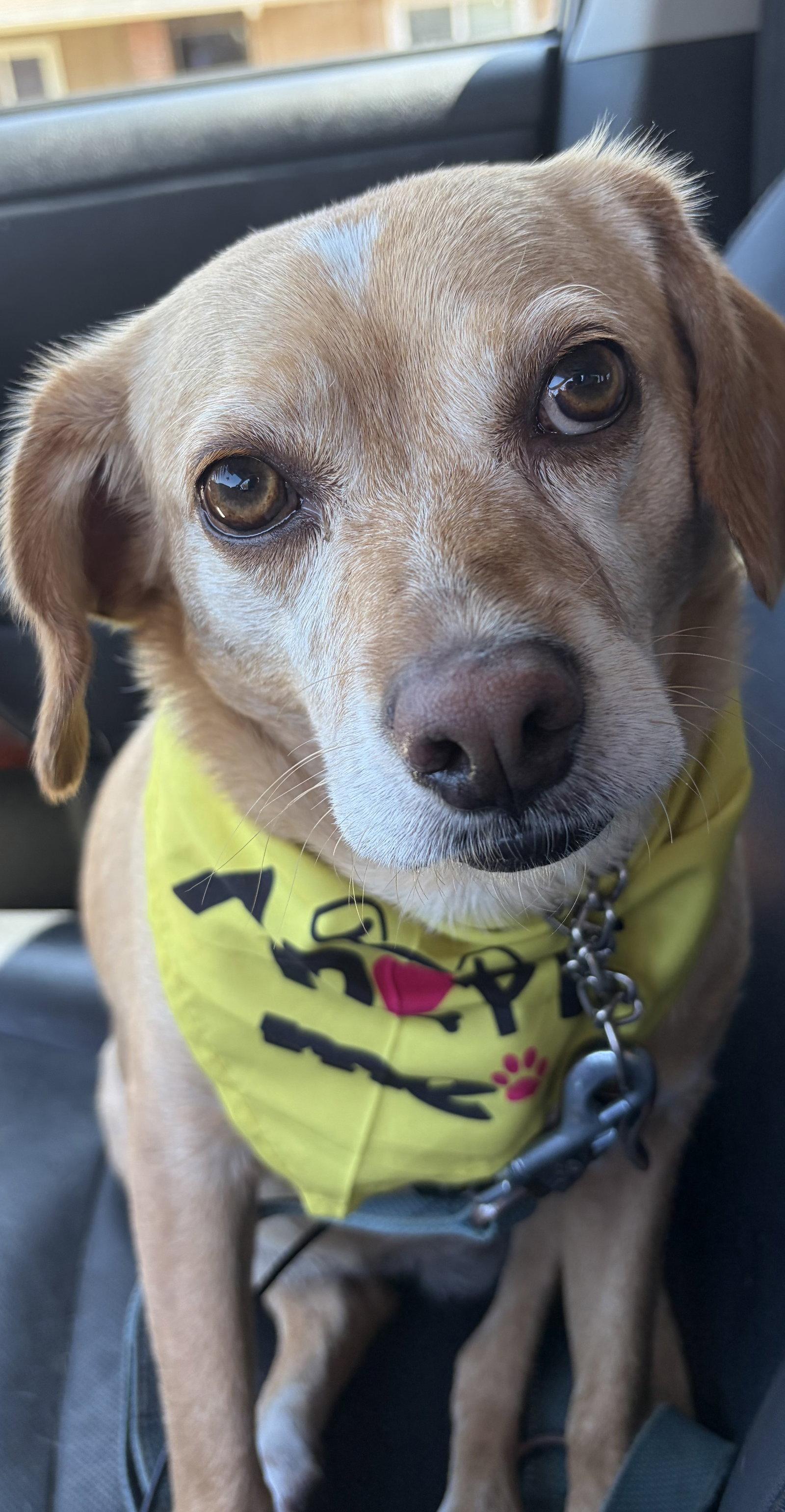 Poppy, a Adoptable mixed breed in San Diego, CA image 2/3
