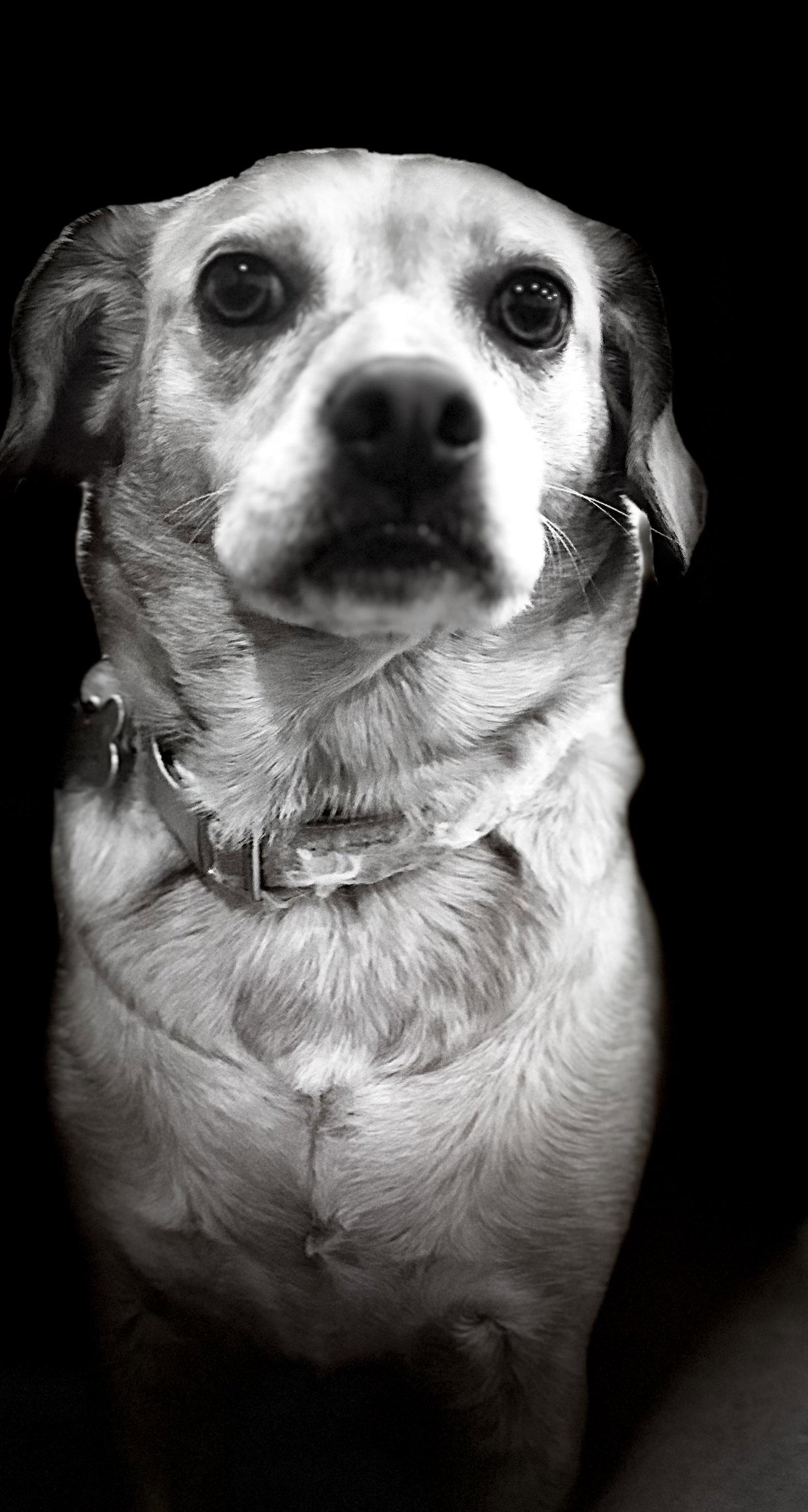 Enlarge Poppy, a Adoptable mixed breed in San Diego, CA image 3/3