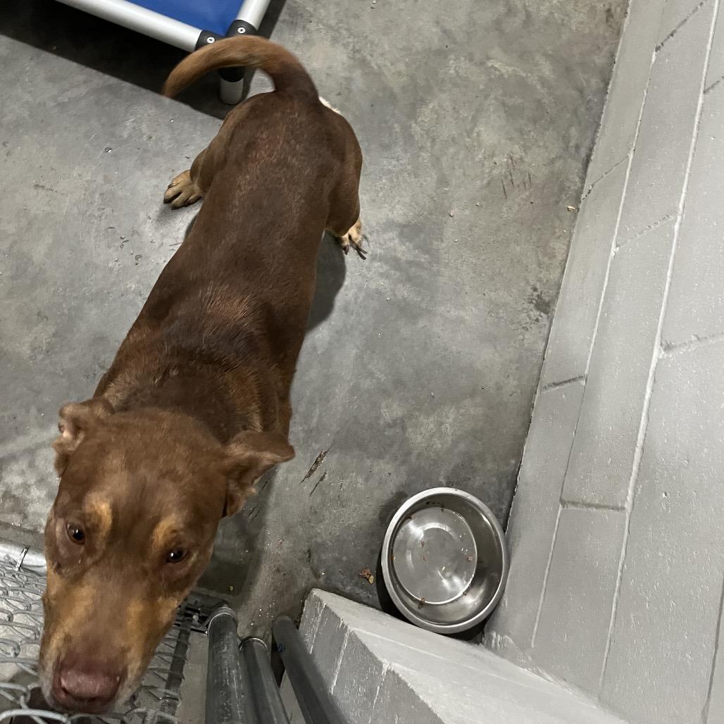 Kumar, Adoptable, Adult Male Chocolate Labrador Retriever & Mixed Breed.