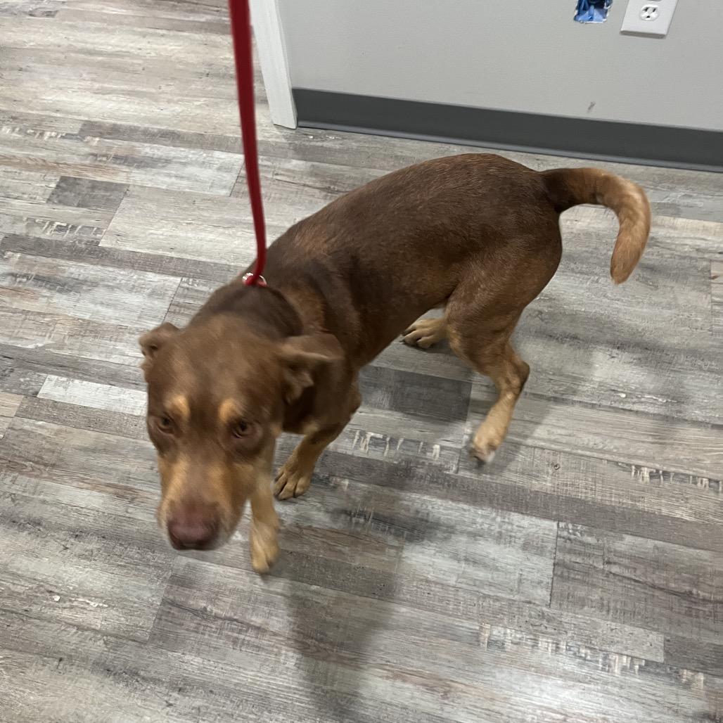 Enlarge Kumar, a Adoptable mixed breed in Richmond Hill, GA image 2/6