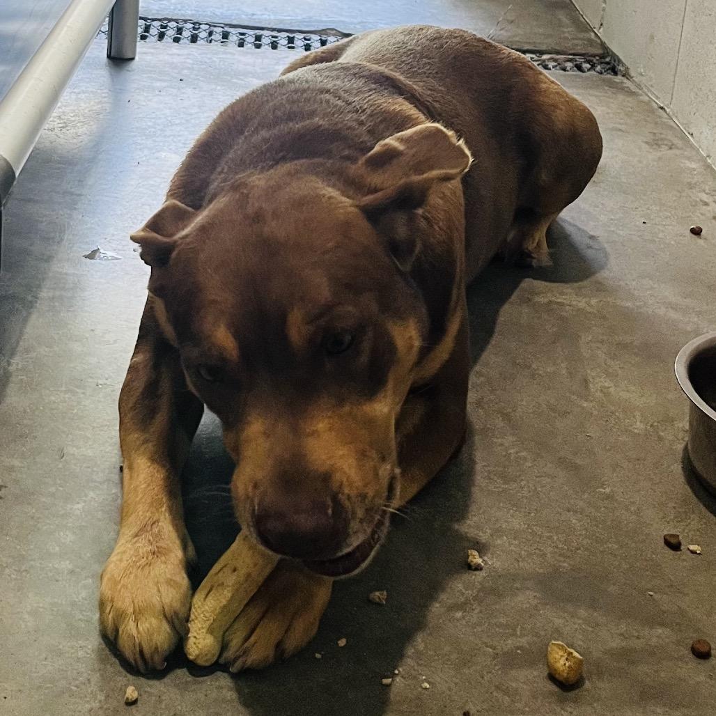 Enlarge Kumar, a Adoptable mixed breed in Richmond Hill, GA image 3/6
