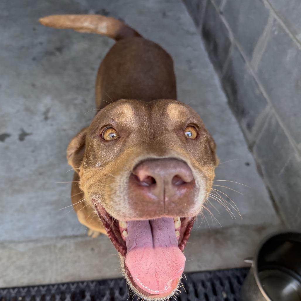 Enlarge Kumar, a Adoptable mixed breed in Richmond Hill, GA image 4/6