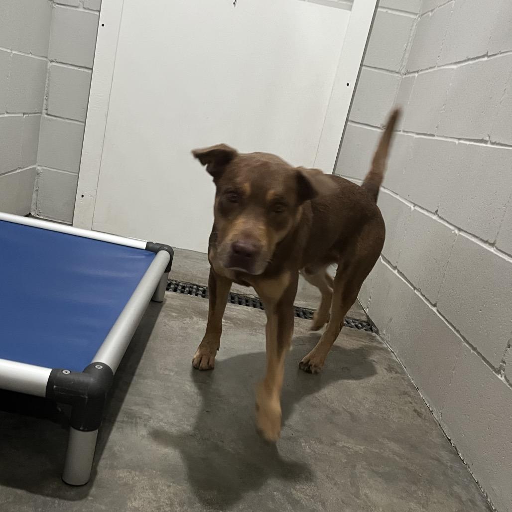 Enlarge Kumar, a Adoptable mixed breed in Richmond Hill, GA image 5/6
