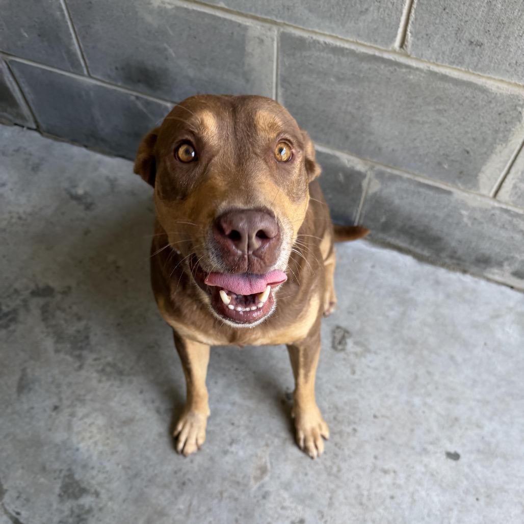 Enlarge Kumar, a Adoptable mixed breed in Richmond Hill, GA image 6/6