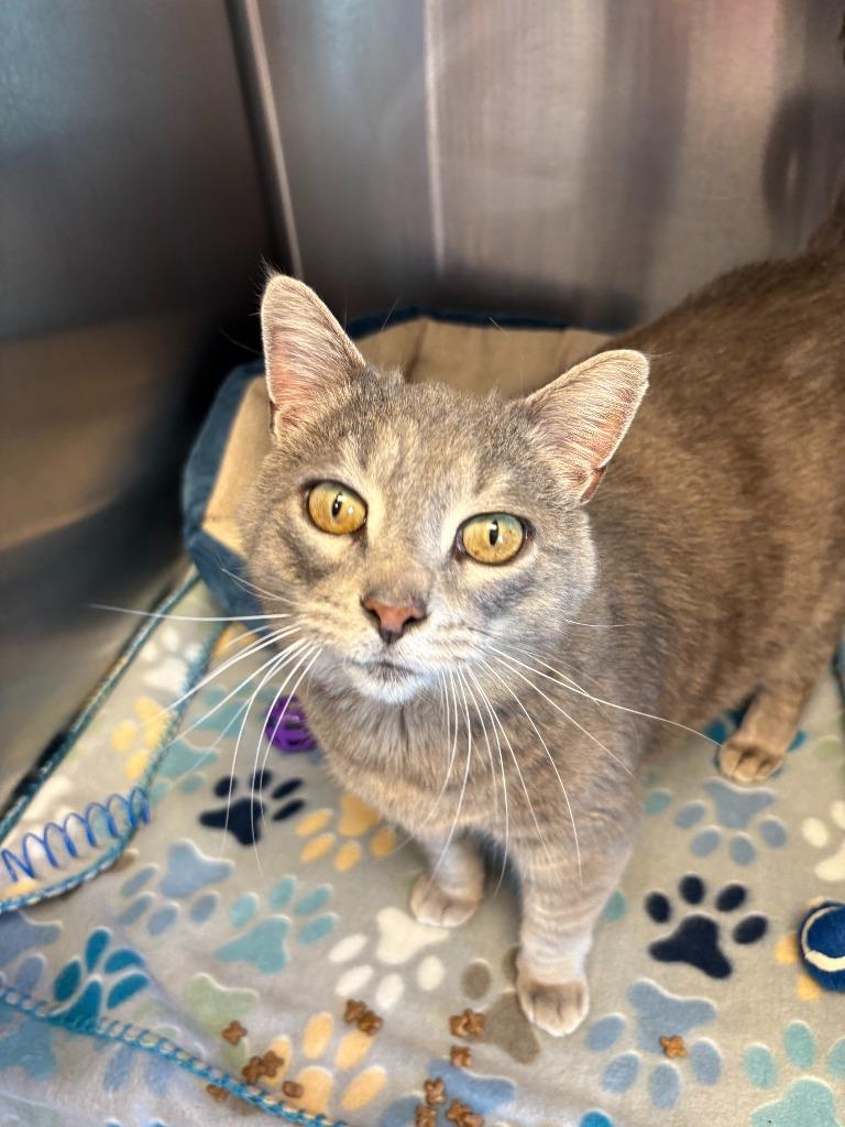 Shania, Adoptable, Adult Female Domestic Short Hair.