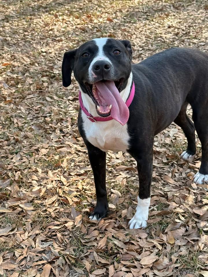 Enlarge Naomi, a ADOPTABLE mixed breed in Orangeburg, SC image 3/4