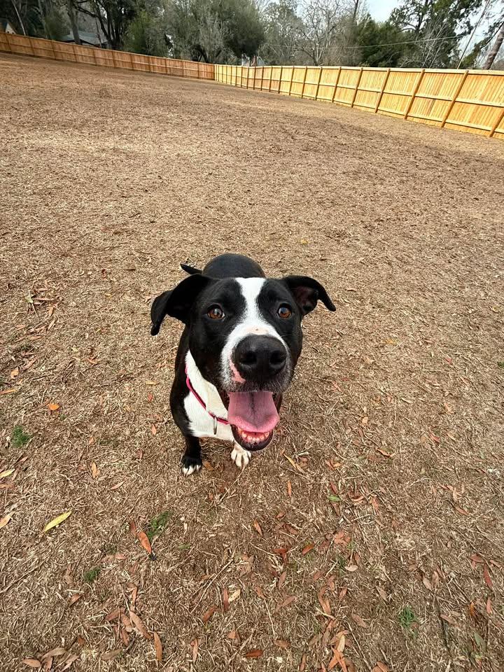 Enlarge Naomi, a ADOPTABLE mixed breed in Orangeburg, SC image 2/4