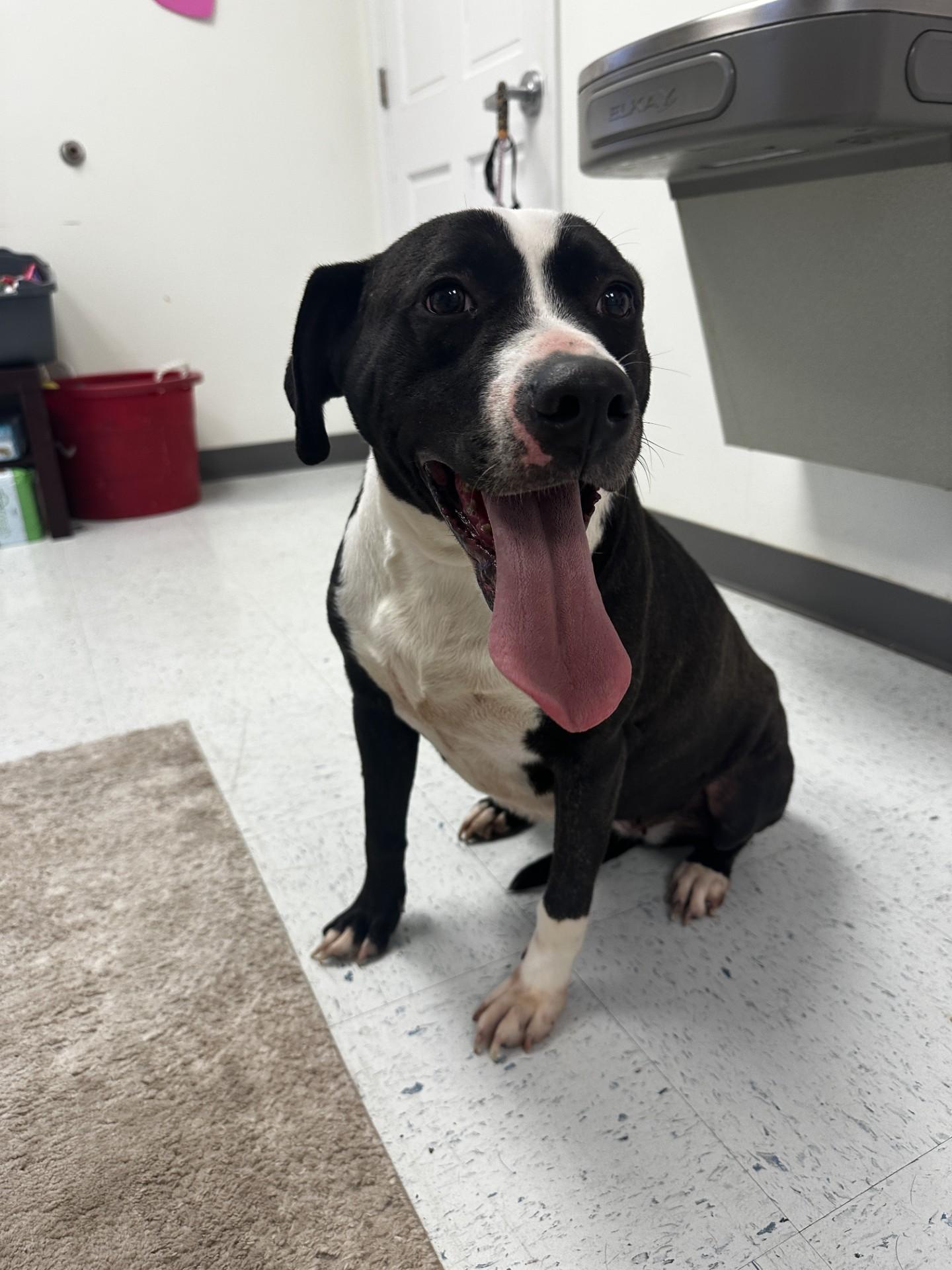 Enlarge Naomi, a ADOPTABLE mixed breed in Orangeburg, SC image 4/4