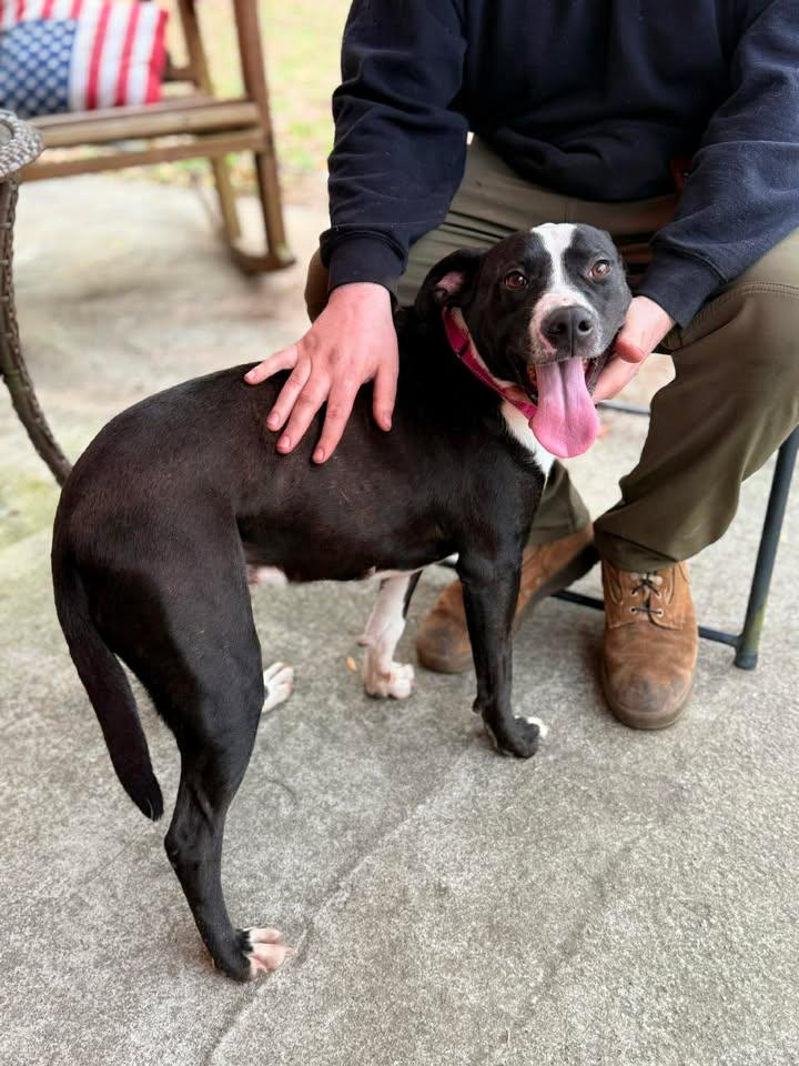 Naomi, ADOPTABLE, Adult Female Hound.