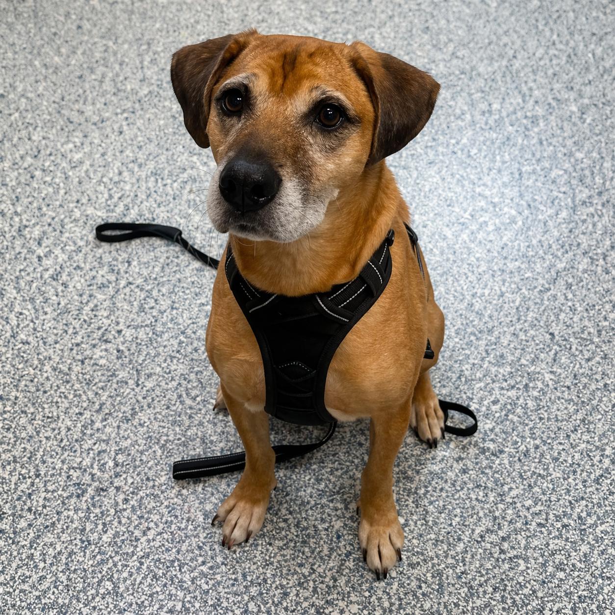 Enlarge Craig, a ADOPTABLE mixed breed in Stafford, VA image 2/2
