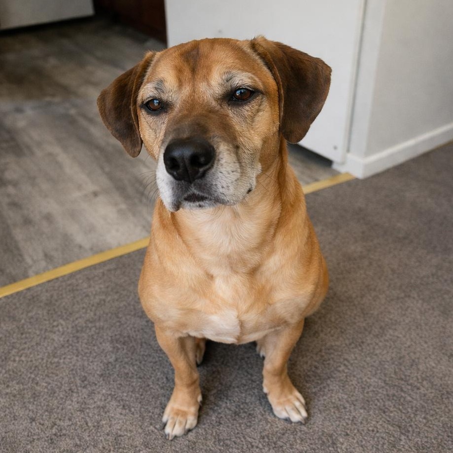 Enlarge Craig, a ADOPTABLE mixed breed in Stafford, VA image 1/2