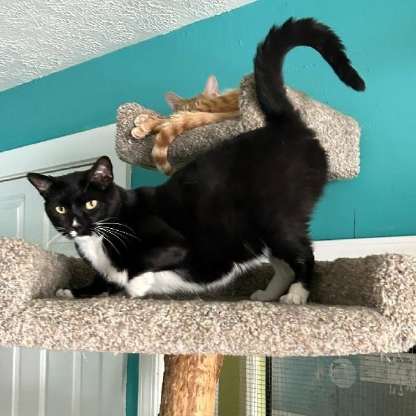 Enlarge SAM, a Adoptable mixed breed in Fishers, IN image 1/1