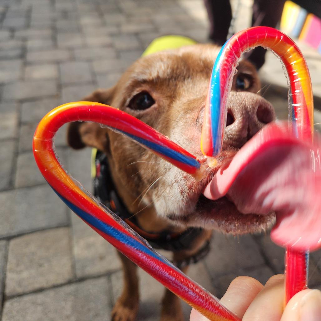Enlarge Heidi, a Adoptable mixed breed in Merritt Island, FL image 1/6