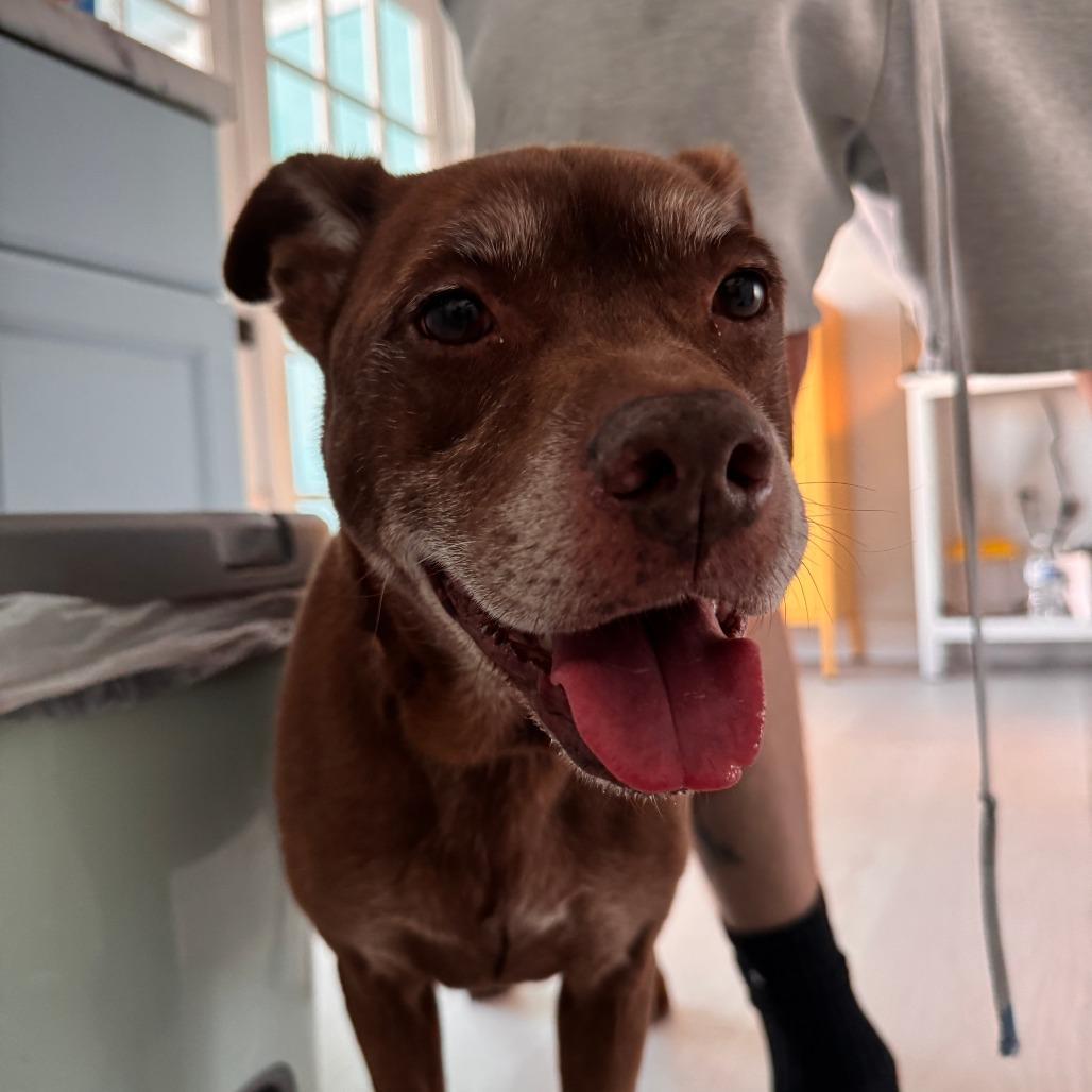 Enlarge Heidi, a Adoptable mixed breed in Merritt Island, FL image 2/6